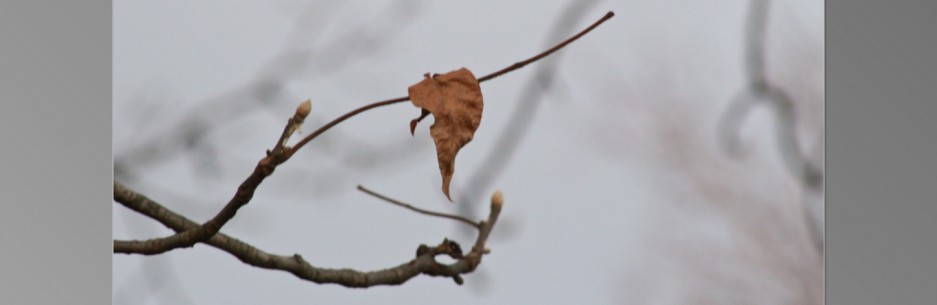 cropped-leaf-1.jpeg